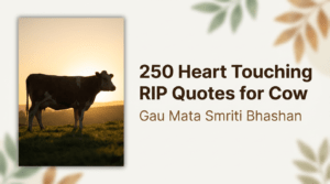 250 Heart Touching RIP Quotes for Cow Gau Mata Smriti Bhashan
